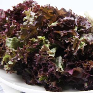 紫叶生菜 约300g